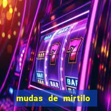 mudas de mirtilo em porto alegre